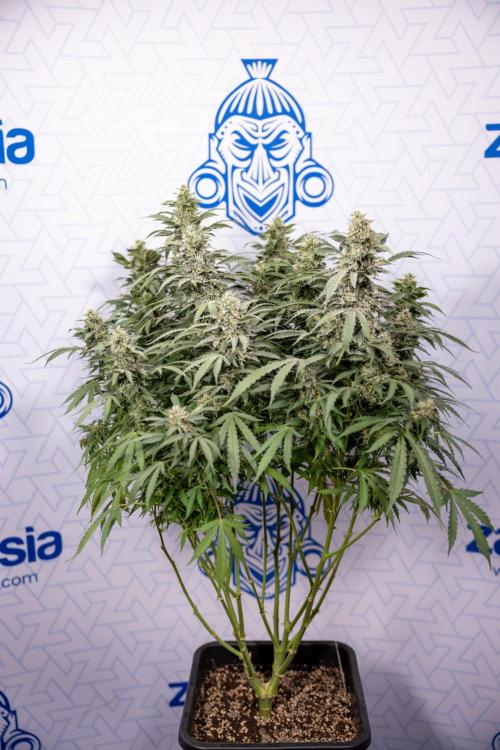 Mimosa 🌾 Auto - Zamnesia x B&B. Week 9