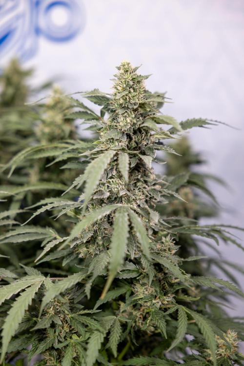 Mimosa 🌾 Auto - Zamnesia x B&B. Week 9