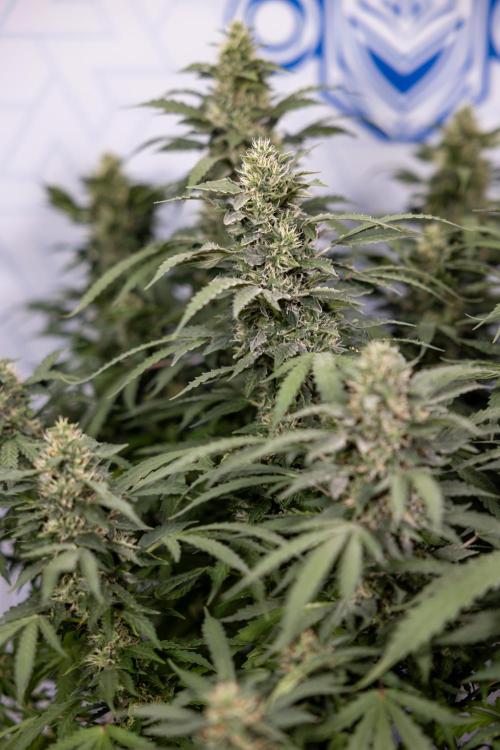 Mimosa 🌾 Auto - Zamnesia x B&B. Week 9
