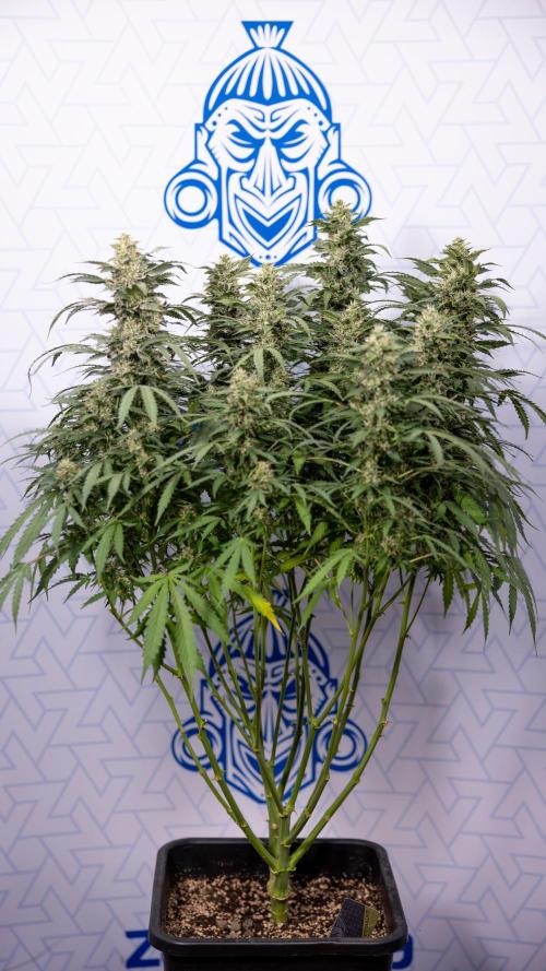 Mimosa 🌾 Auto - Zamnesia x B&B. Week 9