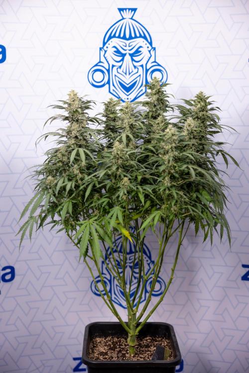 Mimosa 🌾 Auto - Zamnesia x B&B. Week 9