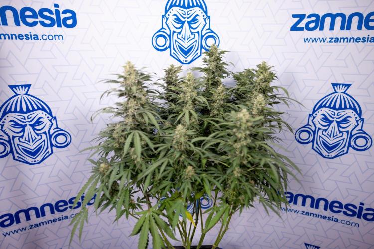Mimosa 🌾 Auto - Zamnesia x B&B. Week 9