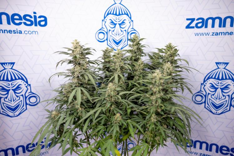 Mimosa 🌾 Auto - Zamnesia x B&B. Week 9