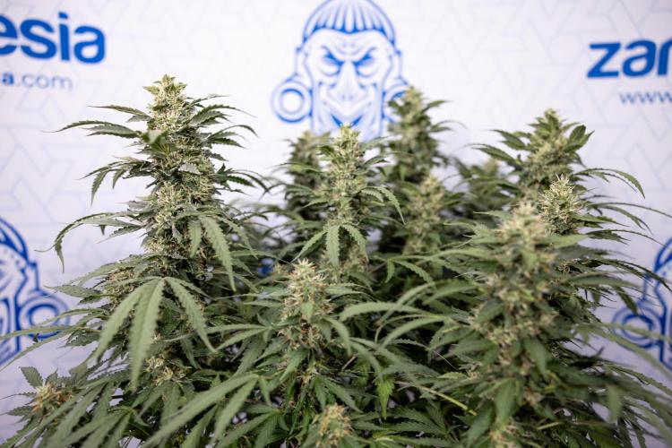 Mimosa 🌾 Auto - Zamnesia x B&B. Week 9