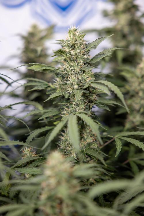 Mimosa 🌾 Auto - Zamnesia x B&B. Week 9