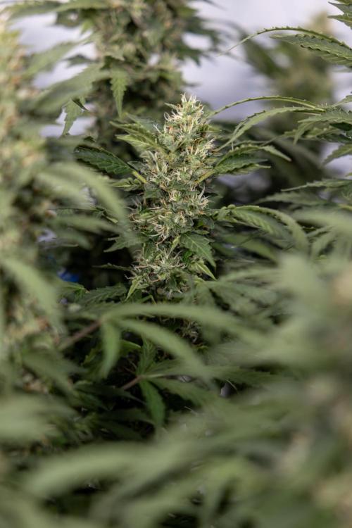 Mimosa 🌾 Auto - Zamnesia x B&B. Week 9