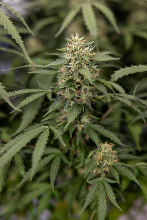 Mimosa 🌾 Auto - Zamnesia x B&B. Week 9