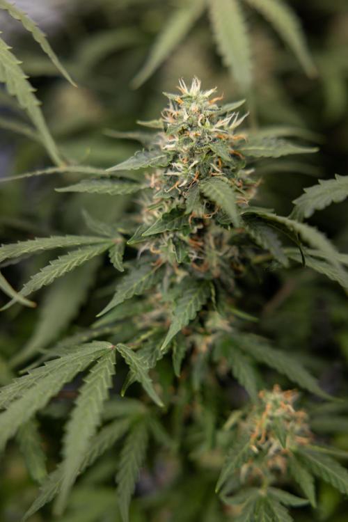 Mimosa 🌾 Auto - Zamnesia x B&B. Week 9