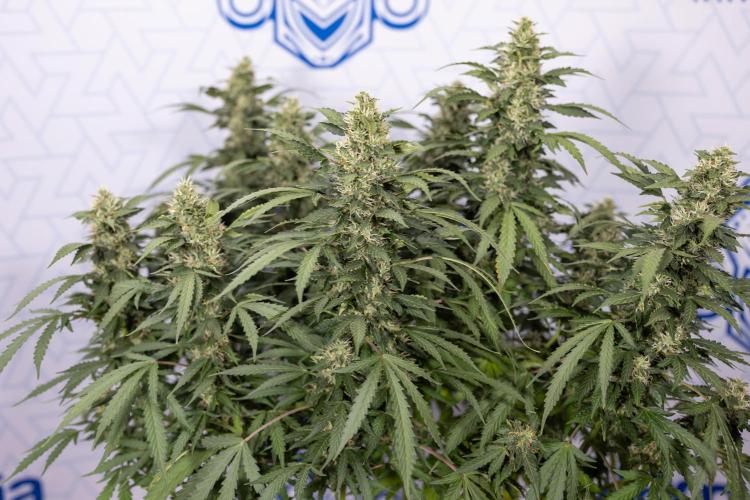Mimosa 🌾 Auto - Zamnesia x B&B. Week 9