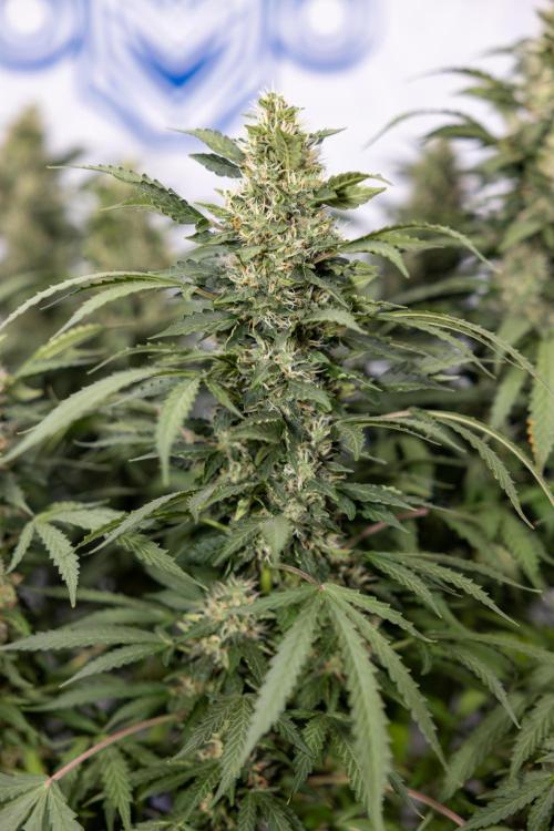 Mimosa 🌾 Auto - Zamnesia x B&B. Week 9