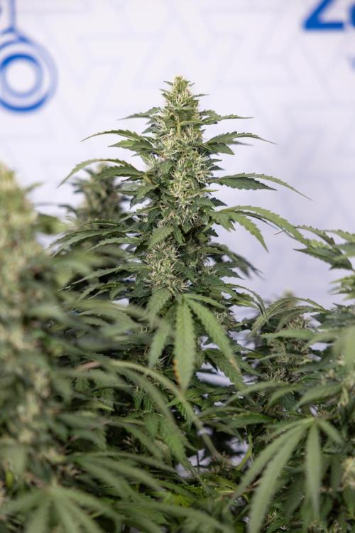 Mimosa 🌾 Auto - Zamnesia x B&B. Week 9