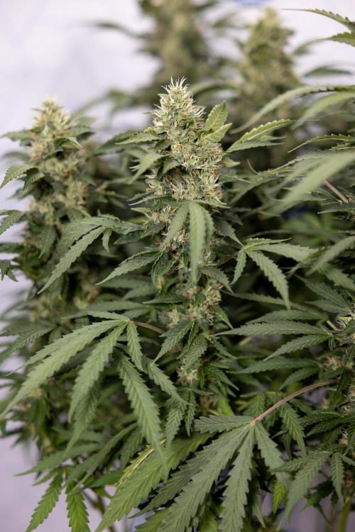 Mimosa 🌾 Auto - Zamnesia x B&B. Week 9