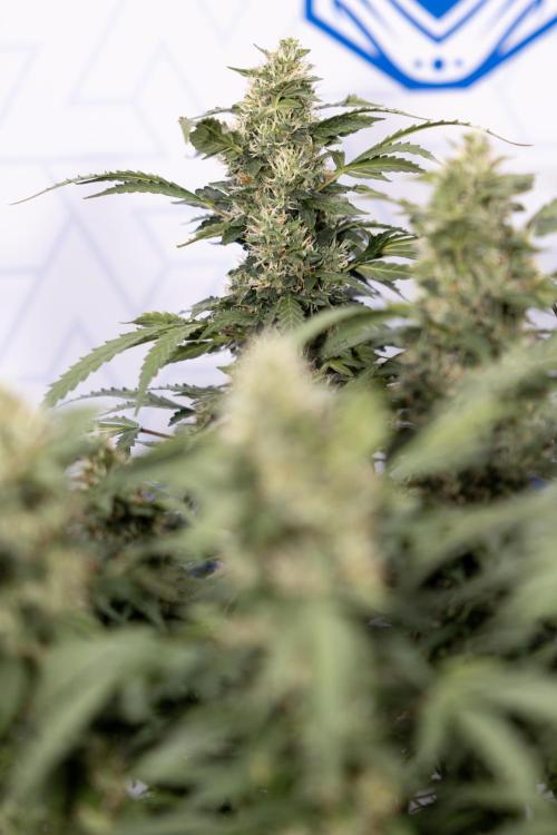 Mimosa 🌾 Auto - Zamnesia x B&B. Week 9