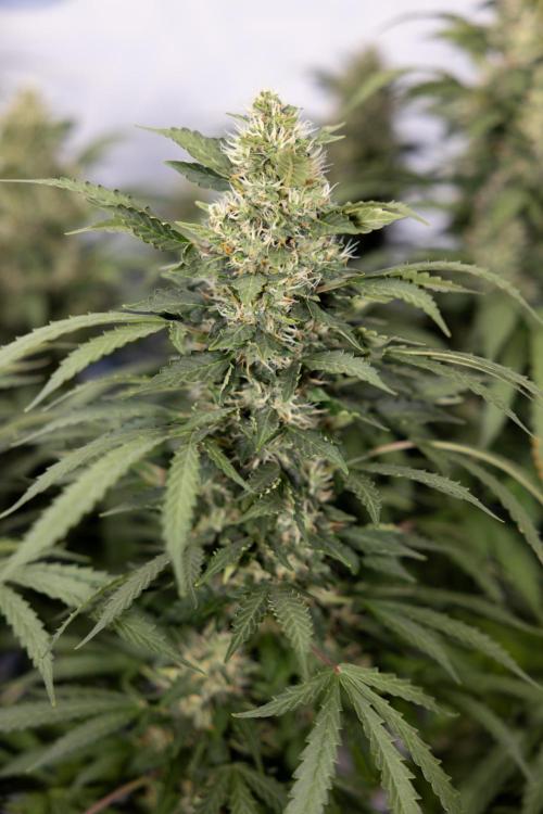 Mimosa 🌾 Auto - Zamnesia x B&B. Week 9
