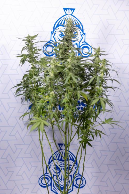 Mimosa 🌾 Auto - Zamnesia x B&B. Week 9