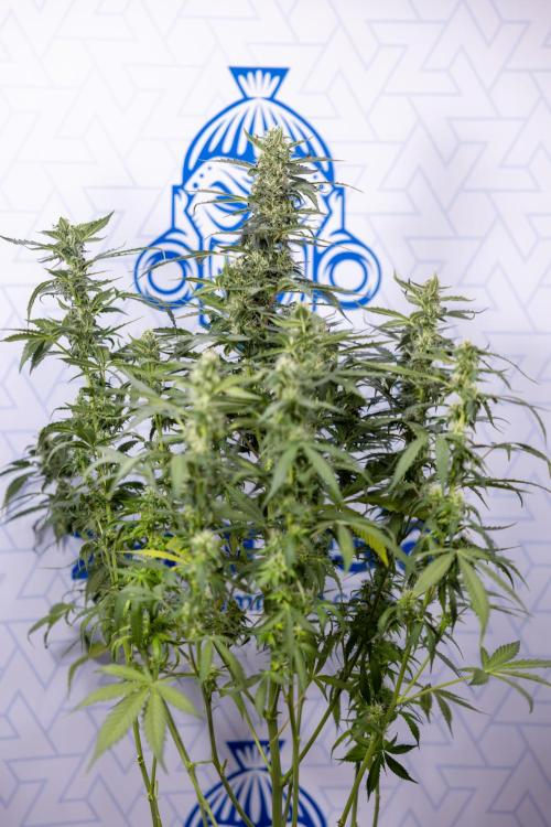Mimosa 🌾 Auto - Zamnesia x B&B. Week 9