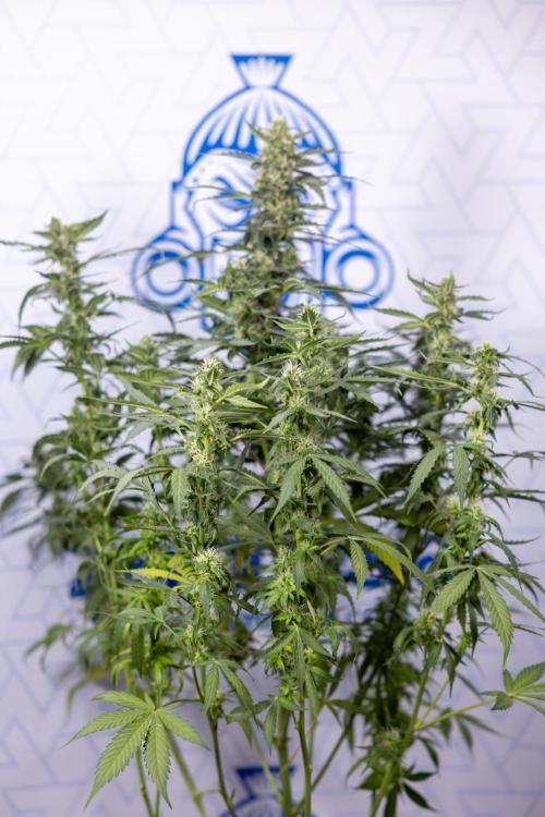 Mimosa 🌾 Auto - Zamnesia x B&B. Week 9
