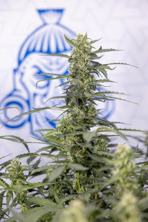 Mimosa 🌾 Auto - Zamnesia x B&B. Week 9