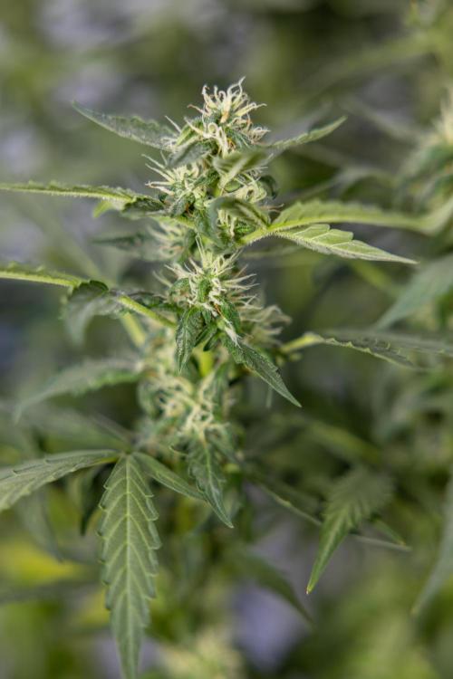 Mimosa 🌾 Auto - Zamnesia x B&B. Week 9