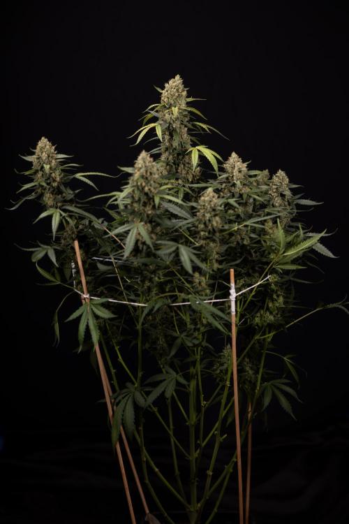 Chocolope 🍫 Auto - Zamnesia x B&B. Week 10 - Chocolope #1 - No Techniques