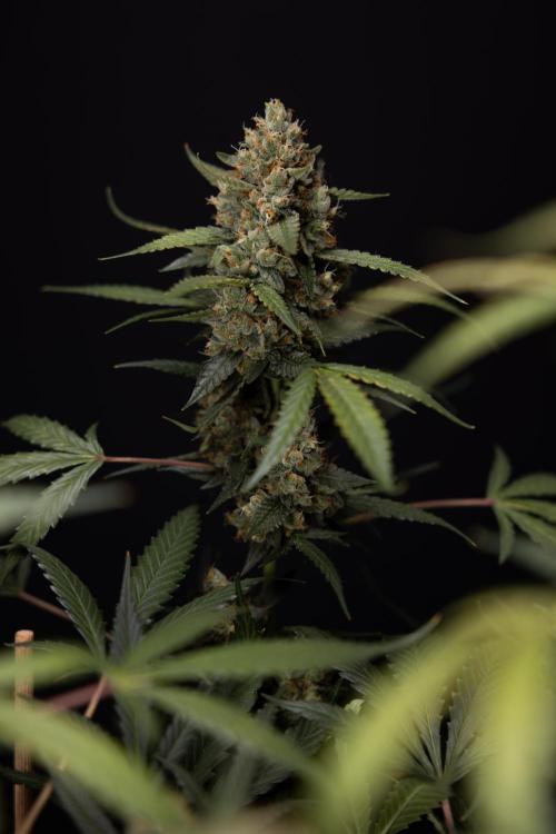 Chocolope 🍫 Auto - Zamnesia x B&B. Week 10 - Chocolope #1 - No Techniques