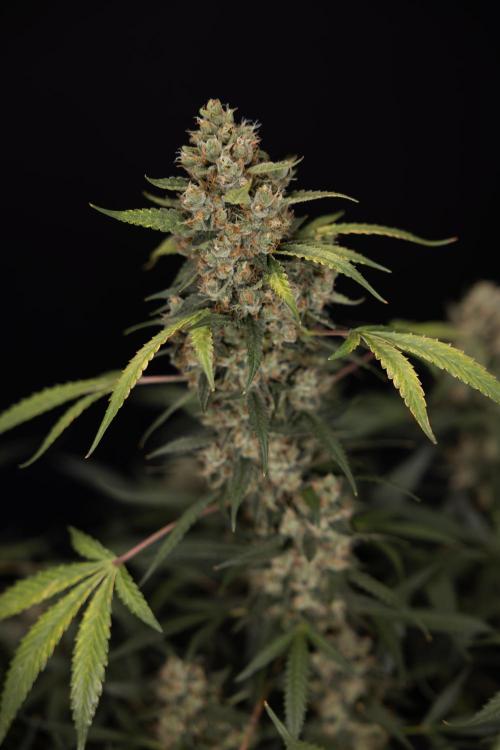 Chocolope 🍫 Auto - Zamnesia x B&B. Week 10 - Chocolope #1 - No Techniques