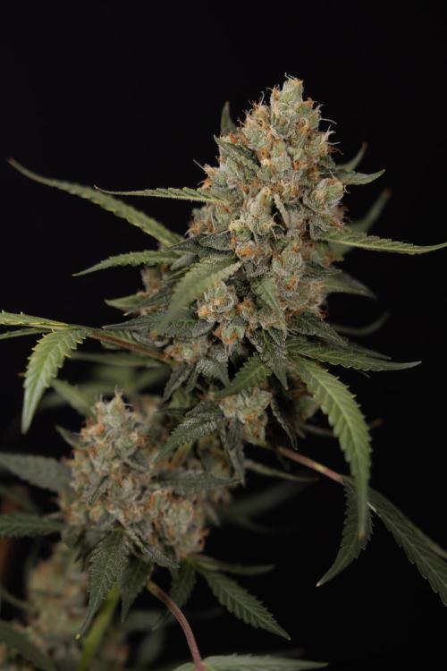 Chocolope 🍫 Auto - Zamnesia x B&B. Week 10 - Chocolope #1 - No Techniques