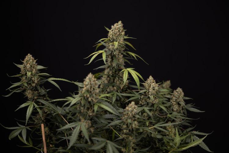 Chocolope 🍫 Auto - Zamnesia x B&B. Week 10 - Chocolope #1 - No Techniques