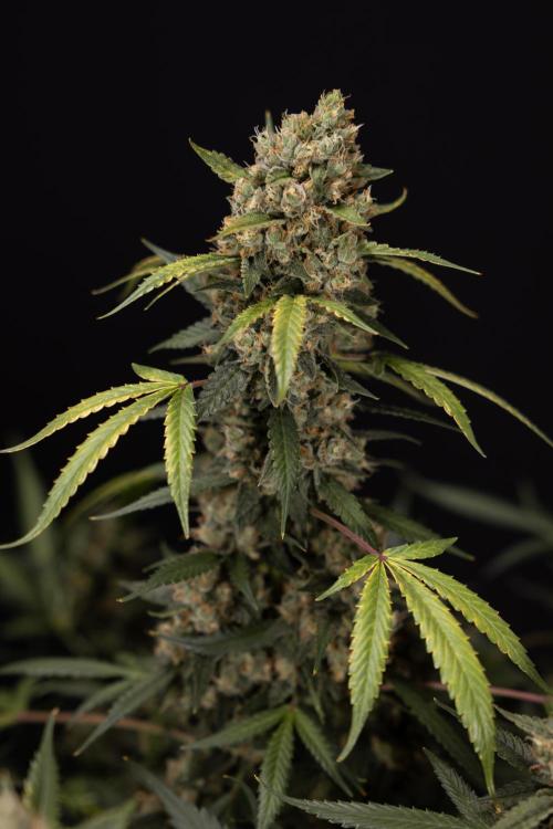 Chocolope 🍫 Auto - Zamnesia x B&B. Week 10 - Chocolope #1 - No Techniques