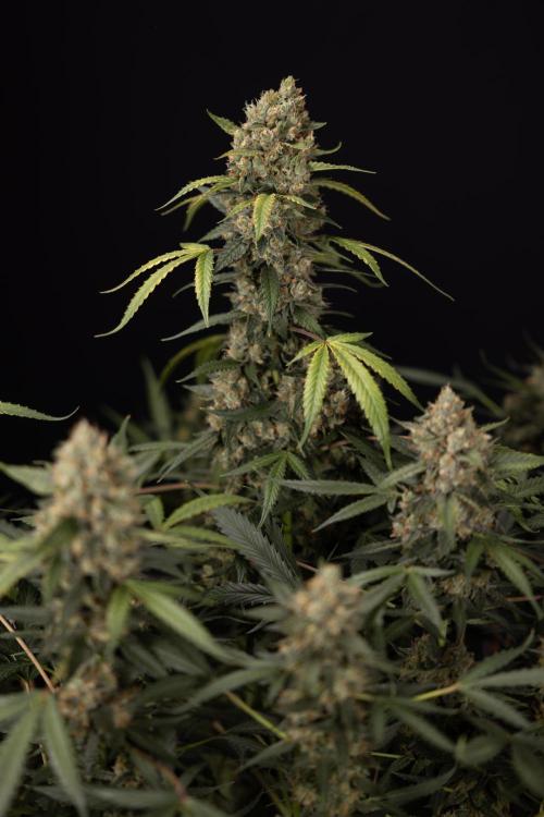 Chocolope 🍫 Auto - Zamnesia x B&B. Week 10 - Chocolope #1 - No Techniques