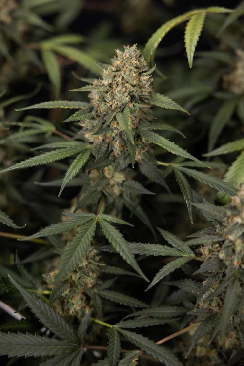 Chocolope 🍫 Auto - Zamnesia x B&B. Week 10 - Chocolope #1 - No Techniques