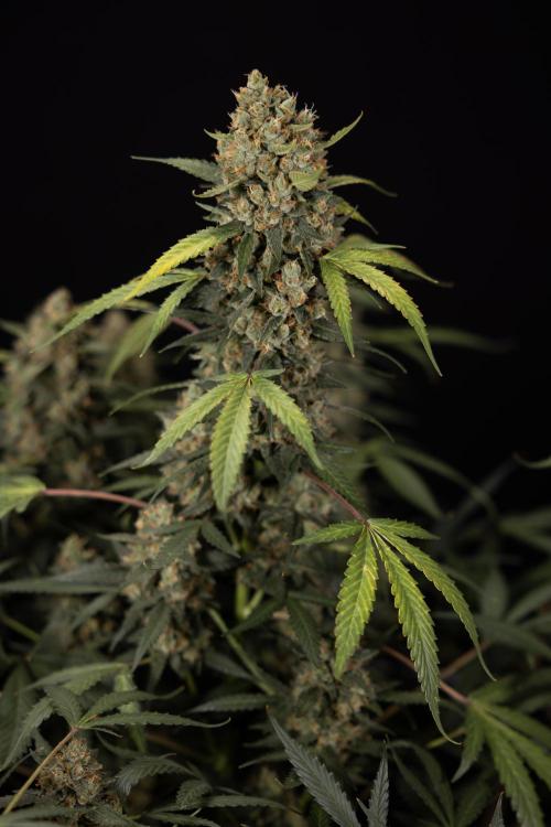 Chocolope 🍫 Auto - Zamnesia x B&B. Week 10 - Chocolope #1 - No Techniques