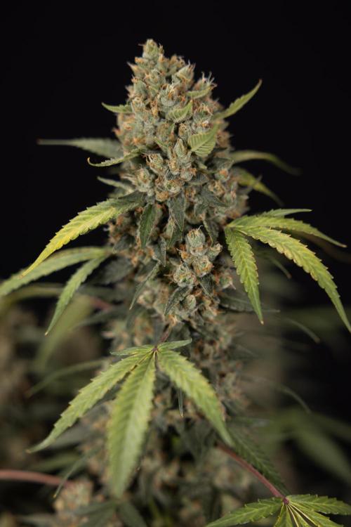 Chocolope 🍫 Auto - Zamnesia x B&B. Week 10 - Chocolope #1 - No Techniques