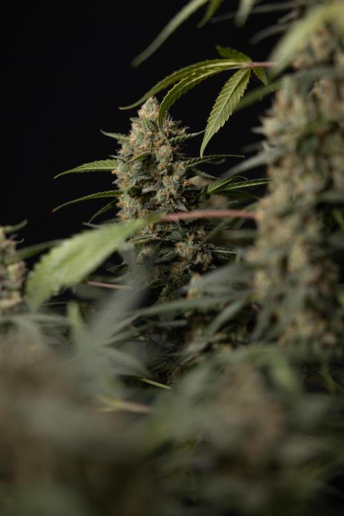 Chocolope 🍫 Auto - Zamnesia x B&B. Week 10 - Chocolope #1 - No Techniques