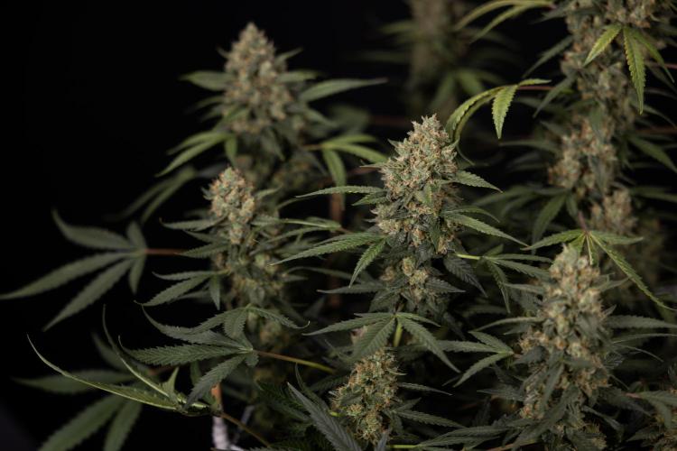 Chocolope 🍫 Auto - Zamnesia x B&B. Week 10 - Chocolope #1 - No Techniques