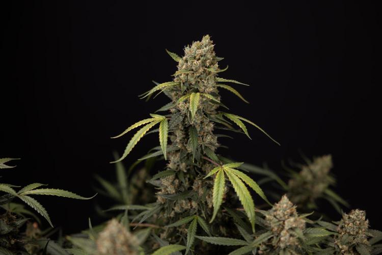 Chocolope 🍫 Auto - Zamnesia x B&B. Week 10 - Chocolope #1 - No Techniques