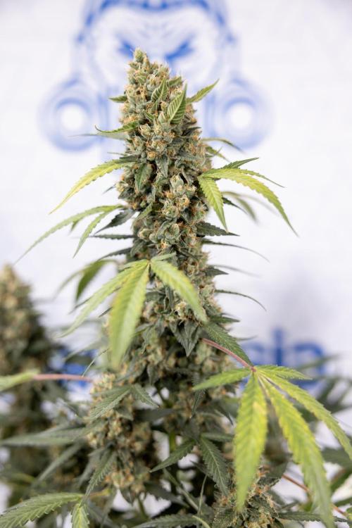 Chocolope 🍫 Auto - Zamnesia x B&B. Week 10 - Chocolope #1 - No Techniques