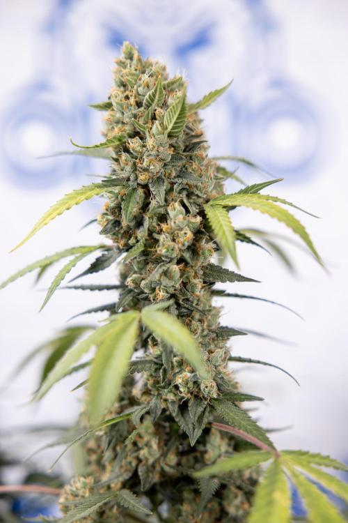 Chocolope 🍫 Auto - Zamnesia x B&B. Week 10 - Chocolope #1 - No Techniques