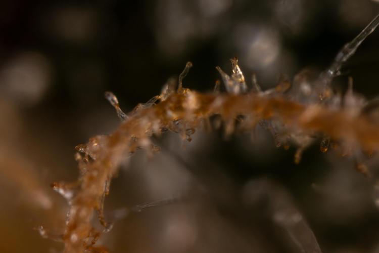 Chocolope 🍫 Auto - Zamnesia x B&B. Week 10 - Chocolope #1 - No Techniques