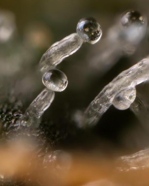 Chocolope 🍫 Auto - Zamnesia x B&B. Week 10 - Chocolope #1 - No Techniques