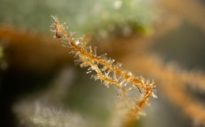 Chocolope 🍫 Auto - Zamnesia x B&B. Week 10 - Chocolope #2- Micro Worlds