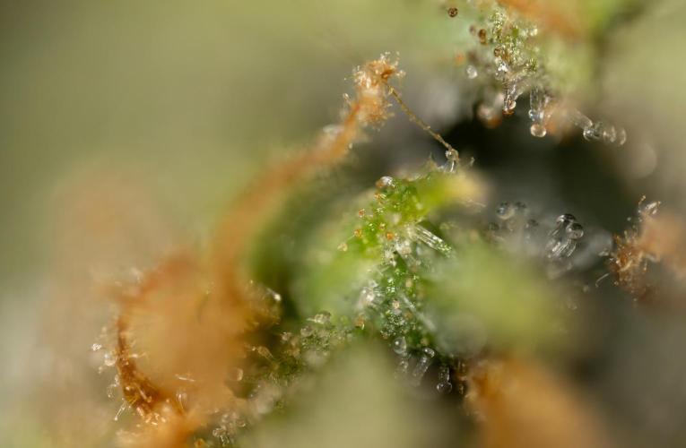 Chocolope 🍫 Auto - Zamnesia x B&B. Week 10 - Chocolope #2- Micro Worlds