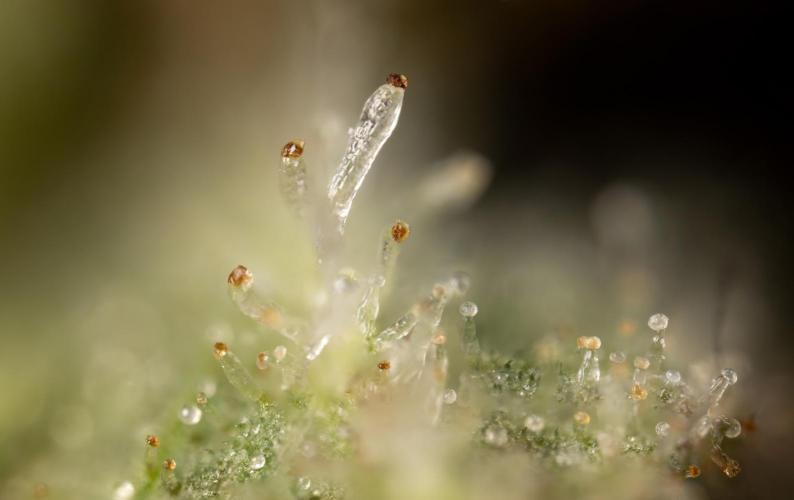 Chocolope 🍫 Auto - Zamnesia x B&B. Week 10 - Chocolope #2- Micro Worlds