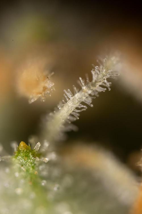 Chocolope 🍫 Auto - Zamnesia x B&B. Week 10 - Chocolope #2- Micro Worlds