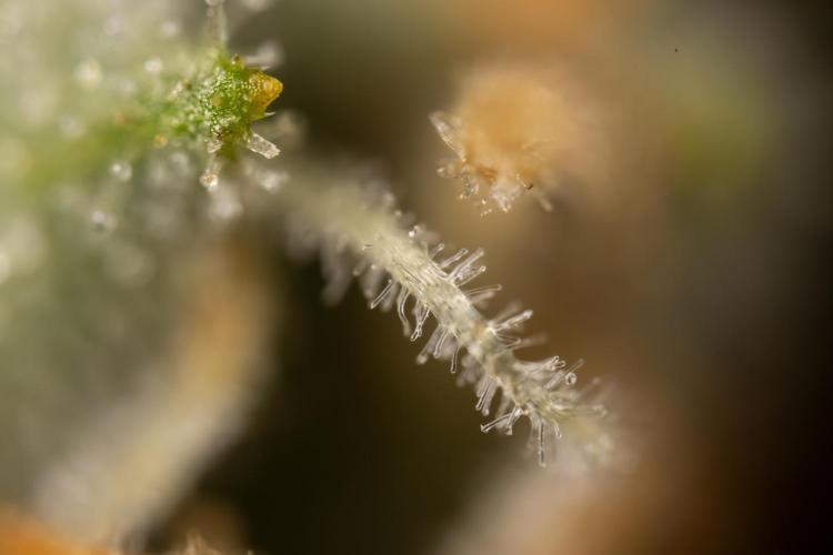 Chocolope 🍫 Auto - Zamnesia x B&B. Week 10 - Chocolope #2- Micro Worlds
