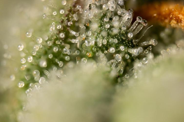 Chocolope 🍫 Auto - Zamnesia x B&B. Week 10 - Chocolope #2- Micro Worlds