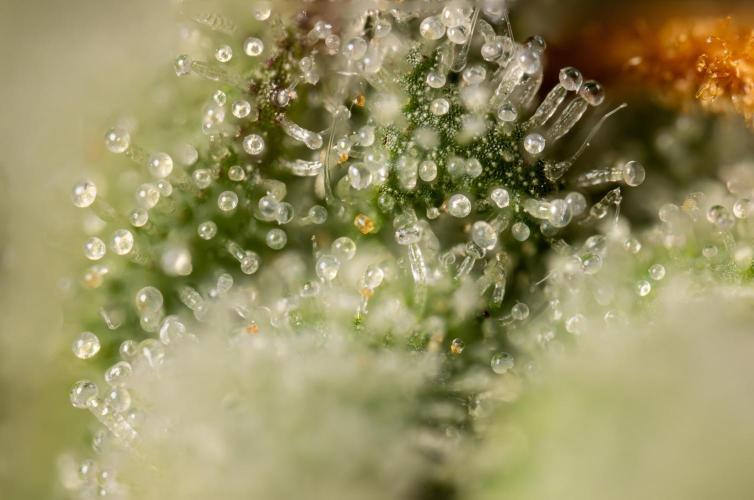 Chocolope 🍫 Auto - Zamnesia x B&B. Week 10 - Chocolope #2- Micro Worlds