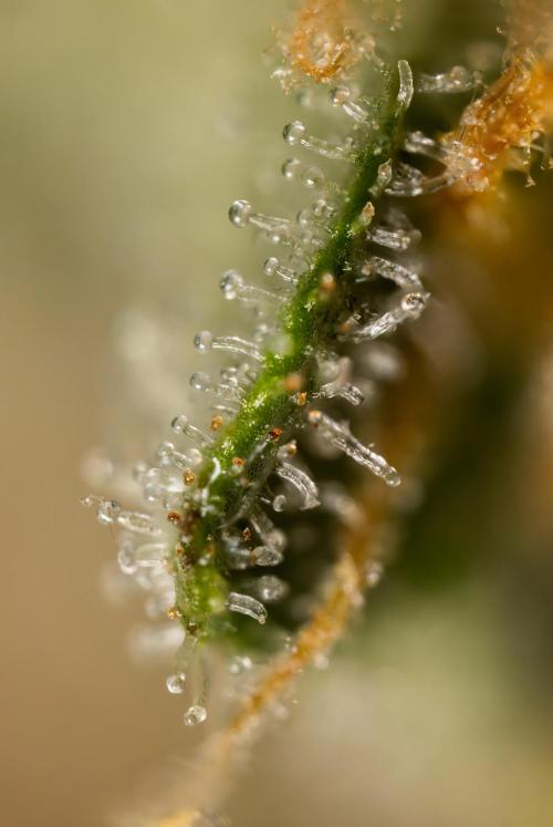 Chocolope 🍫 Auto - Zamnesia x B&B. Week 10 - Chocolope #2- Micro Worlds