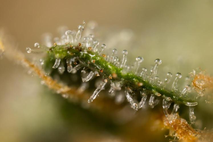 Chocolope 🍫 Auto - Zamnesia x B&B. Week 10 - Chocolope #2- Micro Worlds