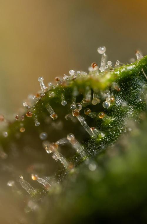 Chocolope 🍫 Auto - Zamnesia x B&B. Week 10 - Chocolope #2- Micro Worlds